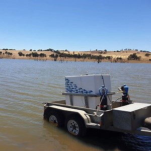 11K views · 136 reactions | All the way from the plankton ponds of Snobs Creek, these 50,000 Murray cod are making a splash at Cairn Curran Reservoir today!  Your fishing licence fees have helped us produce and stock millions of Murray cod across the State. Now, we're aiming to break all records by stocking a total of 8 million fish by April 2021. Bring it.  #fishinglicencefeesatwork #stock8million #cairncurran #snobscreekhatchery | Victorian Fisheries Authority | Facebook