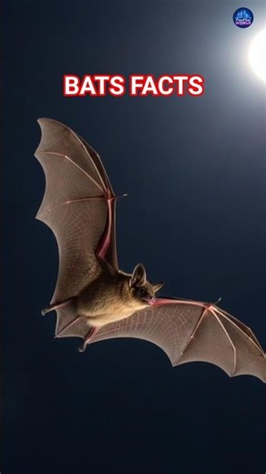 How Bats Hunt in Complete Darkness| #facts #animals #youtubeshorts #wildlife #viralshorts #short