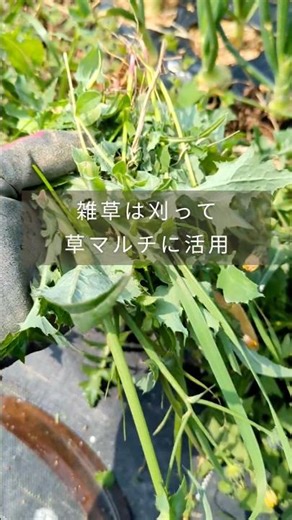 Weed management: 2 methods of mowing #homegardening