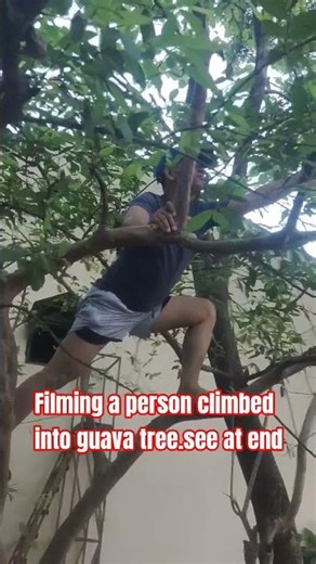climbing guava tree..