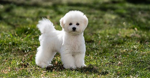 Bichon Frise Colors: Rarest to Most Common