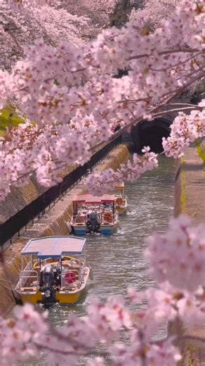 まっちゃ / スマホ映像クリエイター | 📍Lake Biwa Canal / 琵琶湖疏水 🗾 Shiga🇯🇵 朝の琵琶湖疏水の自然の音は、とても心地よくて癒されました☺️ 琵琶湖疏水は、琵琶湖の水を京都へ供給するため、明治時代に当時の最高の土木技術を駆使して造営された運河で、滋賀県有数の桜の名所です🌸 The... | Instagram
