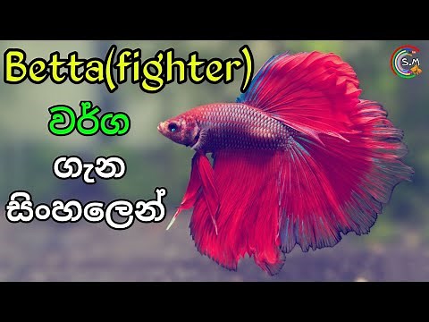 Main Types of Betta(fighter) fish in Sinhala