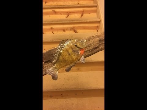 Do it Yourself Taxidermy - Bluegill