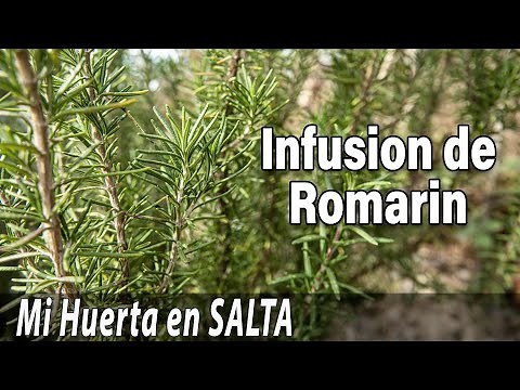 Rosemary infusion - from picking to cup