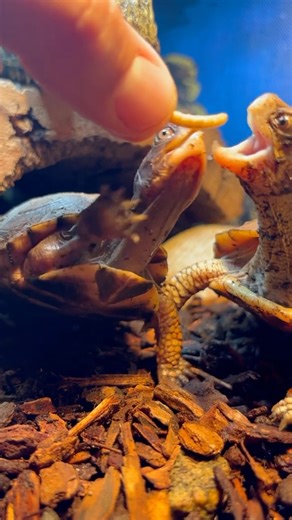 Eastern Box Turtle Steals the Whole Worm 🐢🪱😂