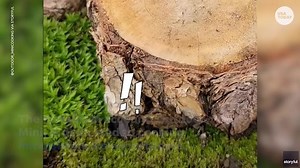 Canadian cook takes 'small meals' literal, creates mini kabobs on tiny grill outdoors