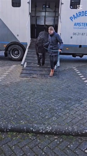 Vandaag 01-01-2026 is de eerste rit van het jaar een feit! Deze 3 vriendjes zijn weer thuis na een nachtje in Velsen te hebben gelogeerd ivm het vuurwerk. Bedankt voor het vertouwen en wellicht tot de volgende keer. | Paardentaxi Amsterdam