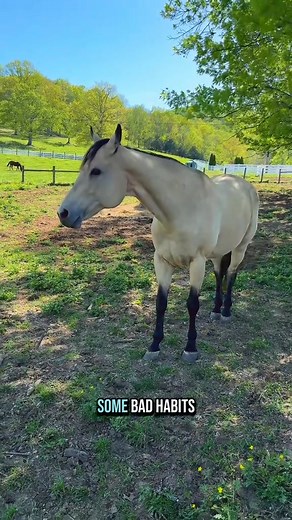 What does “Buddy Sour” mean🐴 #mare #horsecare #maresoftiktok #buddysour | Maldanado