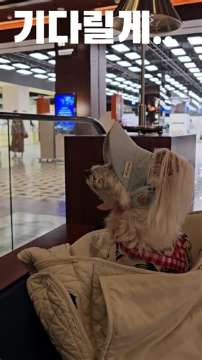 엄마! 기다릴게 #토미#말티푸#말티스#엄마#백화점#여의도현대#강아지