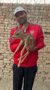 1M views · 47K reactions | کالے ہِرن کا بچہ پکڑا تو ماں نے کیسے جان بچائی اپنی | Uzair Breeding Farm | Facebook