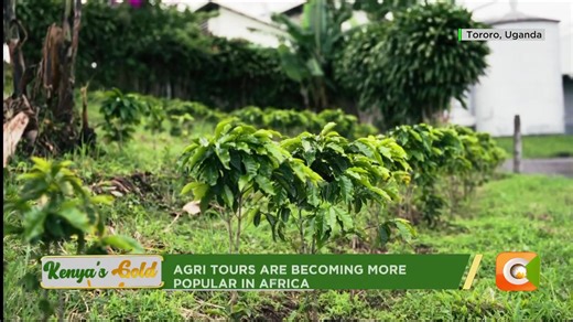 2.4K views · 43 reactions | Agri-tourism in Uganda: Different farms are being converted into tour centres. Agri tours are becoming more popular in Africa #KenyasGold | Citizen TV Kenya | Facebook