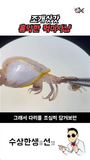 조개삿갓은 먹이를 어떻게 먹을까?? #괴생명체