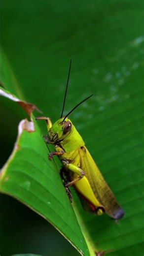 Giant Grasshopper Macro | Observing Nature Up Close in 4K (Cebu, Philippines) #macromagic #sonyA9