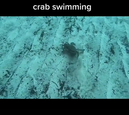 Crab Swimming: A Fascinating Underwater Spectacle