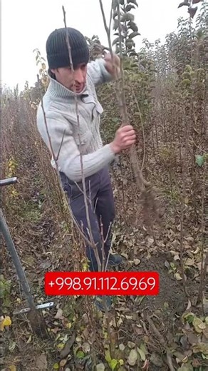 layk bosing obuna boling