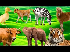 Animal Sound Effects: Tiger, Monkey, Dog, Cat, Cow, Goat, Elephant, and More! p151