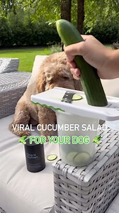 Sometimes you need to eat an entire cucumber, and so does your dog!?! 🥒😉 #dog #dogislove #dogishuman #dogs #dogsitting #dogsofinsta #dogstagram #dogslife #doglover #doglovers #doglife #doglove #dogloversofinstagram #dogloversclub #doglifestyle #dogmom #dogmodel #dogmomlife #dogmemes #cucumber | Dog is Human