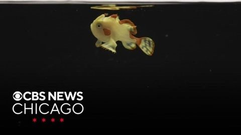 Warty frogfish making splash at Shedd Aquarium | Haystack News