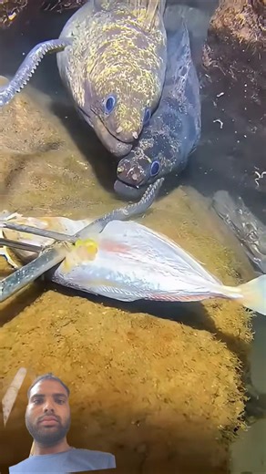 #fishing #nature #fish