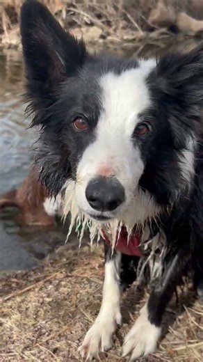 #dog #bordercollie