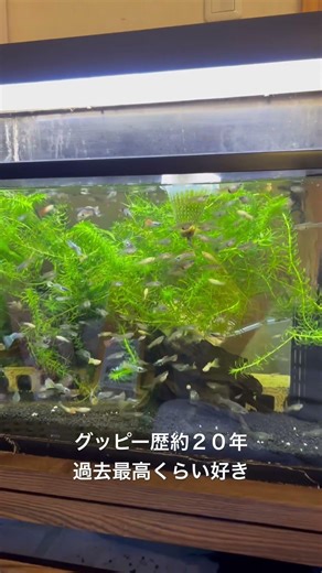 素人のグッピー飼育約20年 #アクアリウム #熱帯魚 #癒し #綺麗