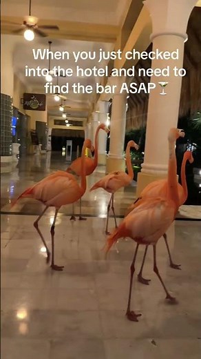 Flamingo Squad Takes Over 5-star Hotel in Mexico - 1512199