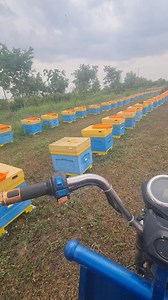 512 reactions · 32 shares | Recoltam polen pentru stimularea creșterii de trântori in primăvară! Pentru rezervari de regine te rugam sa plasezi o comanda și să alegi data preferata de livrare: www.Apis-Donau.ro Transport express in 24 de ore! | Apis Donau 1905 | Facebook