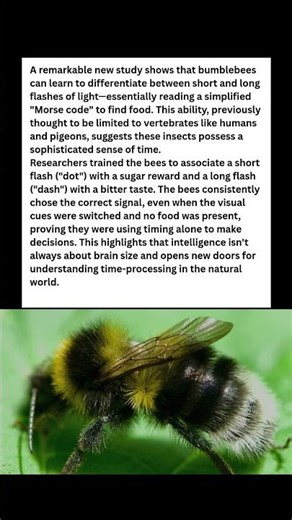 Bees Can Read Morse Code?! 🤯 Tiny Brain, Big IQ! #wildlife #facts #shorts