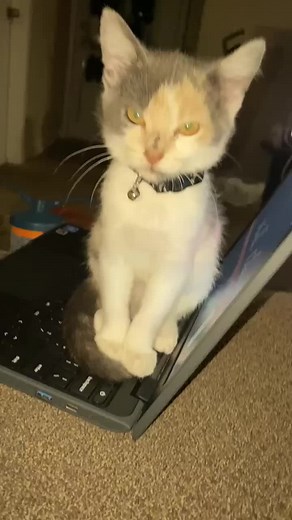 Beautiful calico kitty cat working hard 🤣 #funnypets #funnycat #calicocat #calicokitty #adorablepets #petvideos #trendingreels #reelsfb #catreels #funnyreels #trendingvideo2022 | Kali & Neo