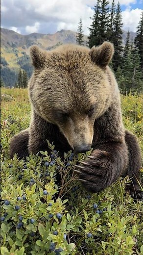 30,000 Blueberries A DAY?! Grizzly Bear's Ultimate Superfood Snack!
