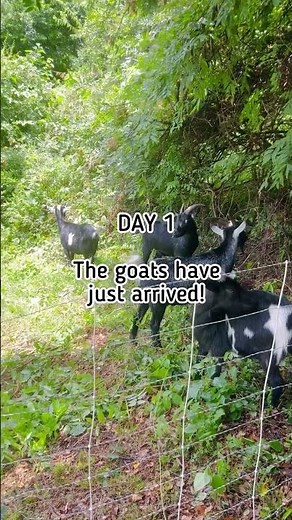 GOATSCAPING: Goats Eat Poison Ivy & Clear Yard // BEFORE & AFTER