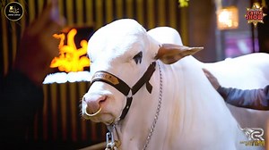 1.6K views · 38 reactions |  JAVED CATTLE FARM PROUDLY FIRST TIME PARTICIPATED IN THE BIGGEST CATTLE SHOW 拾 ⛓️DALFA CATTLE SHOW S4⛓️  THANKS FOR YOUR LOVE AND APPRECIATION  SEE YOU IN SEASON 05   INSHALLAH  MUST VISIT OUR FARM AT LANDI BABAR MARKET #CattlesWithRizvi #BadarExpo #DalfaCattleShow #Dalfians #JavedCattleFarm | Cattles With Rizvi | Facebook