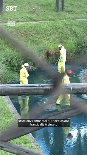 Birds turn blue in Brazil dye spill | The World | ABC NEWS