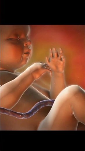9 months in the womb: a remarkable look at fetal development through 3d animation|#shorts #shortfeed