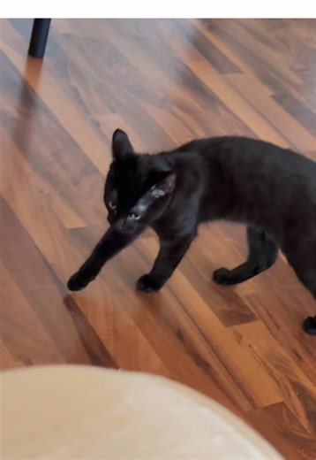 Understanding Cat Language: A Guide for Cat Owners