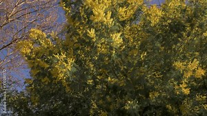 Pull out video of mimosa yellow flowers tree, the first trees to bloom early spring, Mimosa trees in blossom in an urban park in Madrid, Spain
