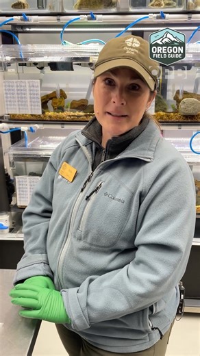 Crater Lake’s Mazama newts are in trouble. Their numbers have been decimated by predation from signal crayfish introduced to the lake by park managers in the early 1900s, but scientists from all over the country, including the Oregon Zoo, are pulling out all the stops to save them. Earlier this year, scientists collected a number of newts from Crater Lake to try to begin a captive breeding program at the zoo. But there’s a big learning curve, because scientists don’t actually know much about the