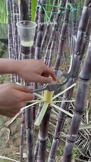 63K views · 68 reactions | Sugarcane Brazil is the largest sugarcane producer in the world with 752,895,389 tonnes production per year. India comes second with 405,416,180 tonnes yearly production. Brazil and India produce together more than 50 % of world's total sugarcane. #reels #delicious #beauty #love #health #viral #foryou #AmaZing #viralreels #sugarcane #sugarcanejuice | Succulent fruits | Facebook