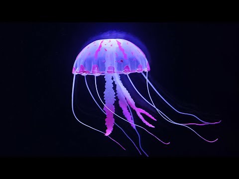 Jellyfish Encyclopedia | Sea Animals | English Educational Video | Animation
