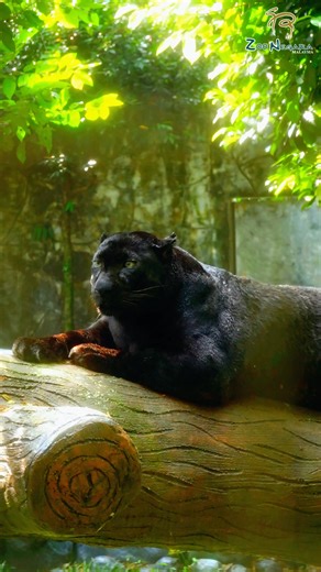 Say hello to our black panther duo, Apoh and Mek!🐈‍⬛❤️ Are you a fan of Apoh?🐈‍⬛ You can play a part in his well-being by joining our Animal Adoption program! By ‘adopting’ him, your support goes directly toward his food, medical care and enrichment✨ Click here to adopt👉🏻 https://www.ticket2u.com.my/event/18171/zoo-negara-adoption-package-[adopt-our-animals] 🐾 #BlackPanther #Leopard #AnimalAdoption #AdoptOurAnimal #Donate #Wildlife #Conservation #ZooNegara #ZooNegaraMalaysia #ZooNegaraMalay