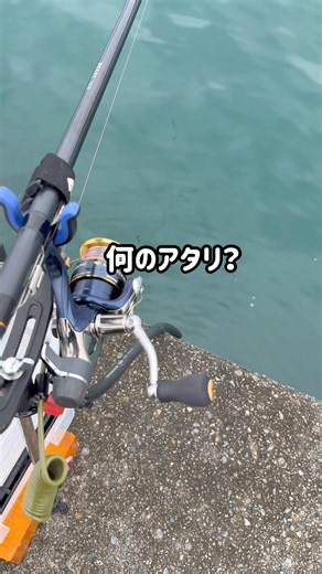 本日のおかずw #釣り #fishing #アオリイカ #泳がせ釣り #アジ #頑張りすぎ