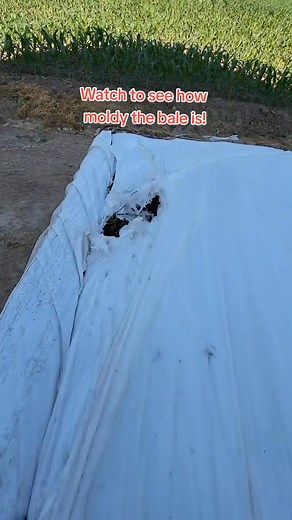 186K views · 818 reactions | Cutting open a square bale! #agriculture #farmer #familyfarm #farming #hay #bale #farm | Silver Farms | Facebook