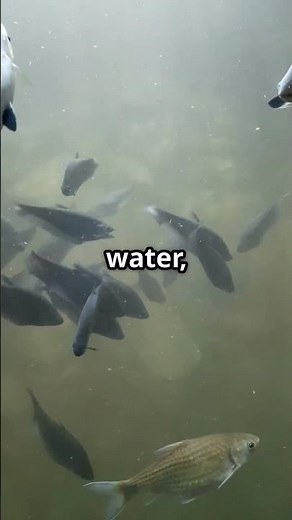 Can Fish Actually Drown?🐟💦#marinelife #FishBreathing #aquaticanimals #oceanfacts #natureexploration