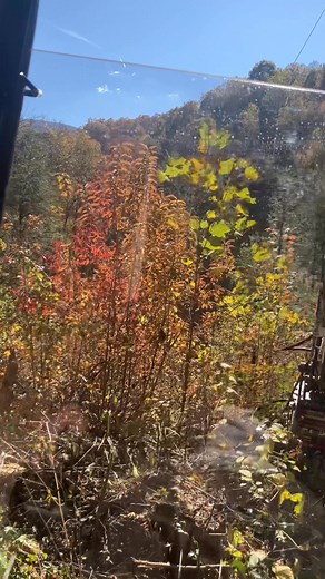 1.7K views · 19 reactions |  Tired of Battling Overgrown Brush in...