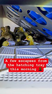 This mornings fun with the Indian runner ducklings #cuteanimals #ducklings #thehatchshed | The Hatch Shed