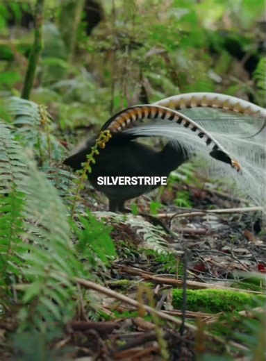 male Superb Lyrebird (Menura novaehollandiae) displaying its ornate tail feathers