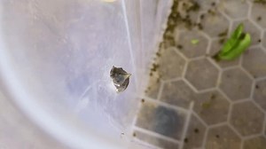 Le papillon bleu Graphium dôson émerge : vidéo de stock (100 % libre de droit) 3717018059 | Shutterstock