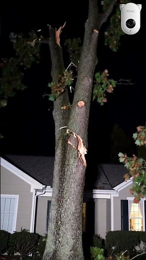 Wait For It... The Tree Just EXPLODES! 💥 #waitforit