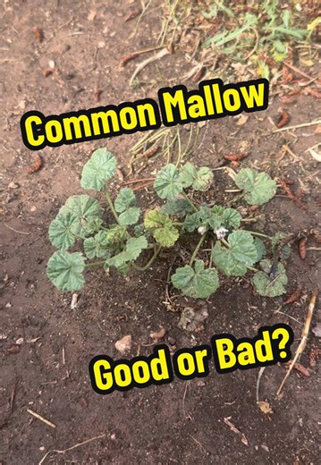Discovering the Benefits of Common Mallow